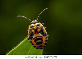 Attēlu rezultāti vaicājumam “Eurydema dominulus”