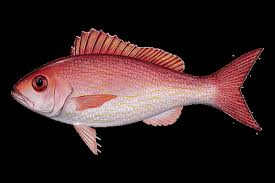 Image result for Rhomboplites aurorubens