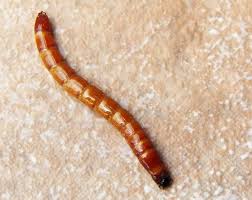 Attēlu rezultāti vaicājumam “Elateridae larva”