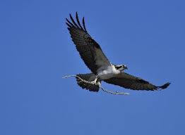 Image result for Pandion haliaetus