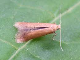 Attēlu rezultāti vaicājumam “Tischeria ekebladella”