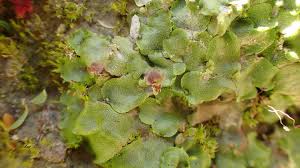 Attēlu rezultāti vaicājumam “Reboulia hemisphaerica”