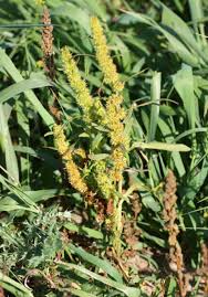 Attēlu rezultāti vaicājumam “Rumex maritimus fruit”