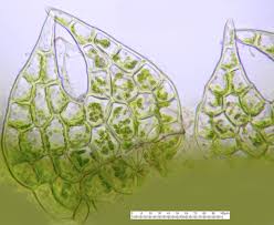 Attēlu rezultāti vaicājumam “Cephalozia lunulifolia”