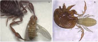 Attēlu rezultāti vaicājumam “Chelifer cancroides”