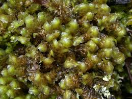 Attēlu rezultāti vaicājumam “Scapania nemorea”