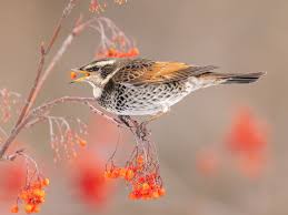 Image result for Turdus eunomus