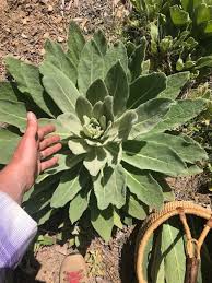 Attēlu rezultāti vaicājumam “Verbascum thapsus leaf”
