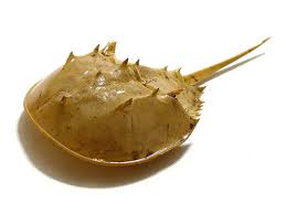 Image result for Limulus polyphemus