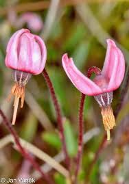 Attēlu rezultāti vaicājumam “Oxycoccus palustris flower”