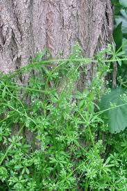 Attēlu rezultāti vaicājumam “Galium aparine fruit”
