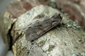 Attēlu rezultāti vaicājumam “Lithophane furcifera”