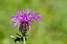 Attēlu rezultāti vaicājumam “Centaurea jacea flower”