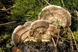 Attēlu rezultāti vaicājumam “Bjerkandera fumosa”