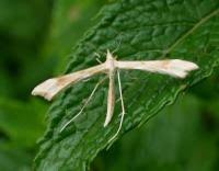 Attēlu rezultāti vaicājumam “Gillmeria pallidactyla”