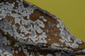 Attēlu rezultāti vaicājumam “Diderma globosum”