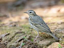 Image result for Anthus hodgsoni