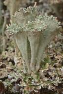 Attēlu rezultāti vaicājumam “Cladonia phyllophora”