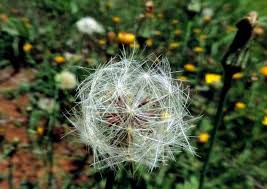 Attēlu rezultāti vaicājumam “Hypochaeris radicata bud”