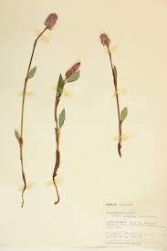 Attēlu rezultāti vaicājumam “Polygonaceae”