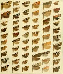 Attēlu rezultāti vaicājumam “Olethreutes arcuella”