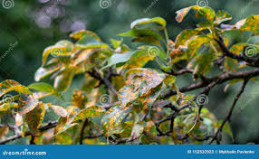 Attēlu rezultāti vaicājumam “Pucciniales”