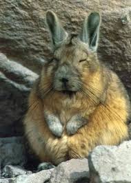 Image result for viscacha