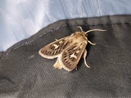 Attēlu rezultāti vaicājumam “Cerapteryx graminis”