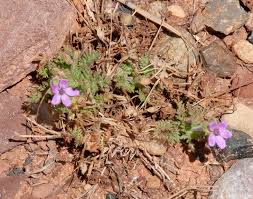 Attēlu rezultāti vaicājumam “Erodium cicutarium”