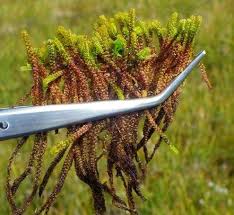 Attēlu rezultāti vaicājumam “Paludella squarrosa”