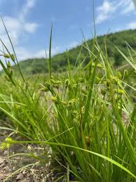 Attēlu rezultāti vaicājumam “Perichaena corticalis sessile”