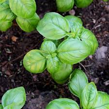 Attēlu rezultāti vaicājumam “Ocimum basilicum leaf”