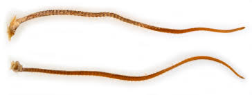 Attēlu rezultāti vaicājumam “Conistra rubiginea”