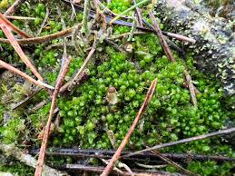 Attēlu rezultāti vaicājumam “Lophozia capitata”