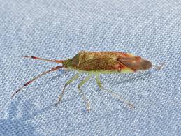 Attēlu rezultāti vaicājumam “Pantilius tunicatus imago”