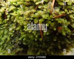 Attēlu rezultāti vaicājumam “Diplophyllum albicans”