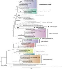 Attēlu rezultāti vaicājumam “Badhamiopsis sp.”