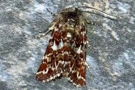 Attēlu rezultāti vaicājumam “Anarta myrtilli”