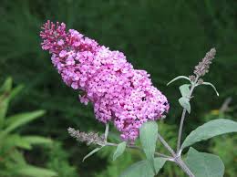 Attēlu rezultāti vaicājumam “Laserpitium pruthenicum”