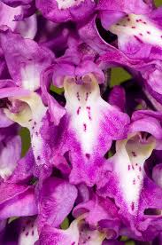 Attēlu rezultāti vaicājumam “Orchis mascula flower”