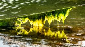 Attēlu rezultāti vaicājumam “Cladophora glomerata”