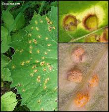 Attēlu rezultāti vaicājumam “Puccinia poarum”