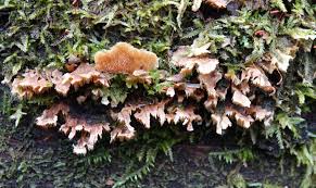 Attēlu rezultāti vaicājumam “Steccherinum bourdotii”