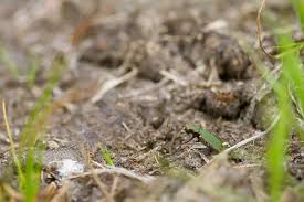 Attēlu rezultāti vaicājumam “Cicindela campestris imago”