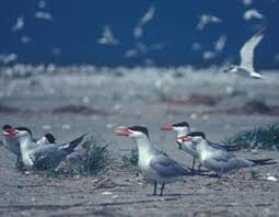 Attēlu rezultāti vaicājumam “Hydroprogne caspia”