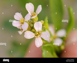 Attēlu rezultāti vaicājumam “Cakile maritima subsp. baltica flower”