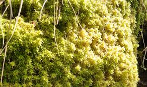 Attēlu rezultāti vaicājumam “Sphagnum tenellum”