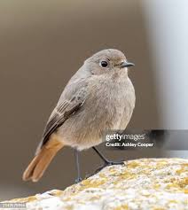 Attēlu rezultāti vaicājumam “Phoenicurus ochruros female”