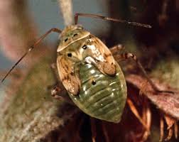 Attēlu rezultāti vaicājumam “Lygus nymph nymph”