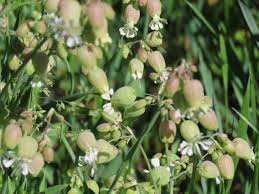 Image result for Silene vulgaris